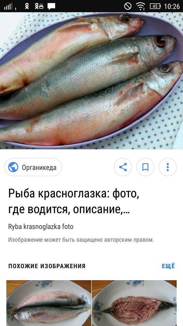 Красноглазка – что за рыба, как готовить? – 6 рецептов приготовления