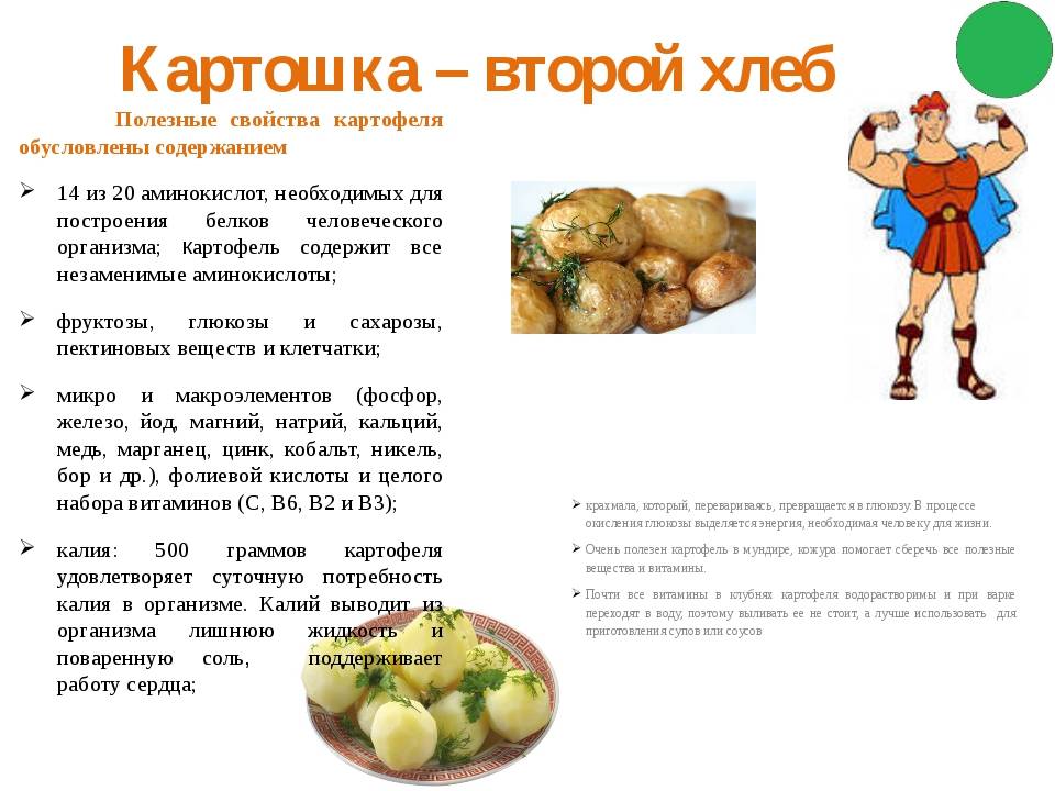 Чем полезен картофель для человека, его лечебные свойства и противопоказания :: syl.ru