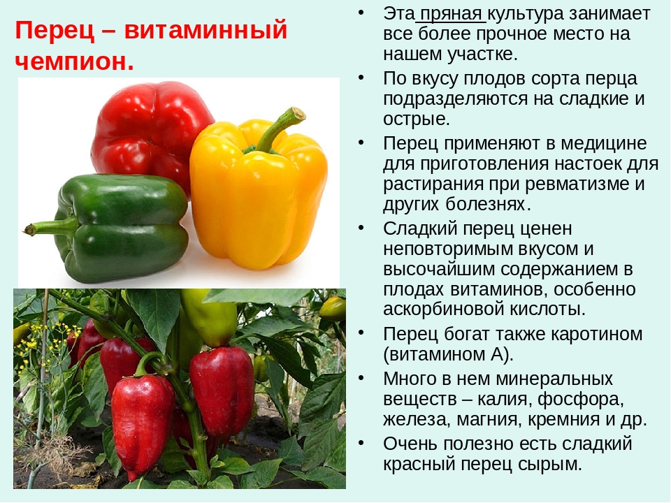Болгарский перец: калорийность. калорийность желтого, красного, зеленого перца :: syl.ru