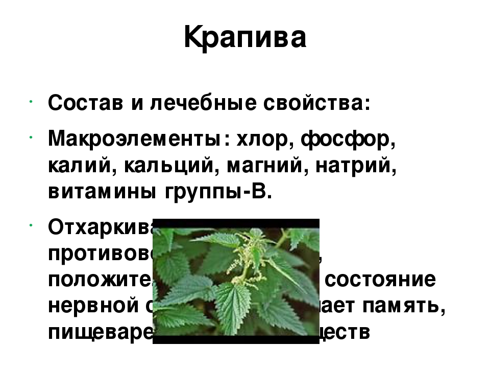 Крапива является лекарственным растением. Крапива свойства растения целебные. Крапива полезное растение. Полезные свойства крапивы. Чем полезна крапива.
