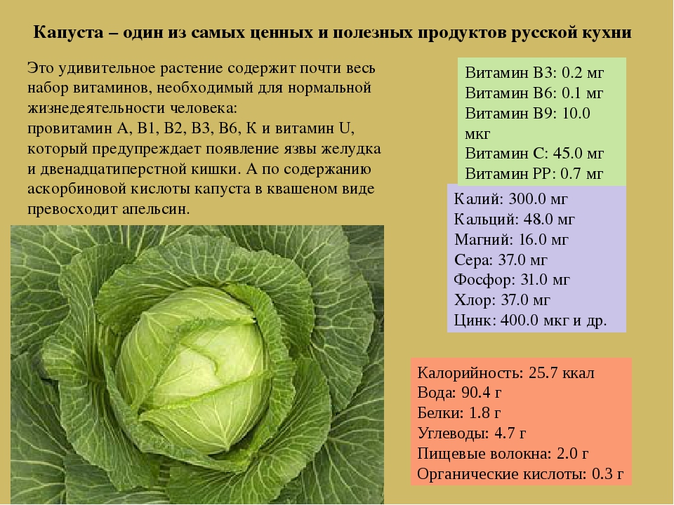 Капуста кольраби: полезные свойства и противопоказания, состав, фото, как употреблять капусту кольраби в пищу