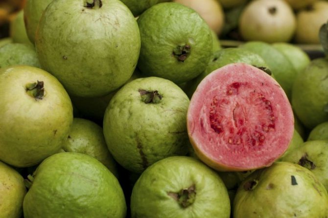 Гуава фрукт или заморское яблоко тропических лесов
