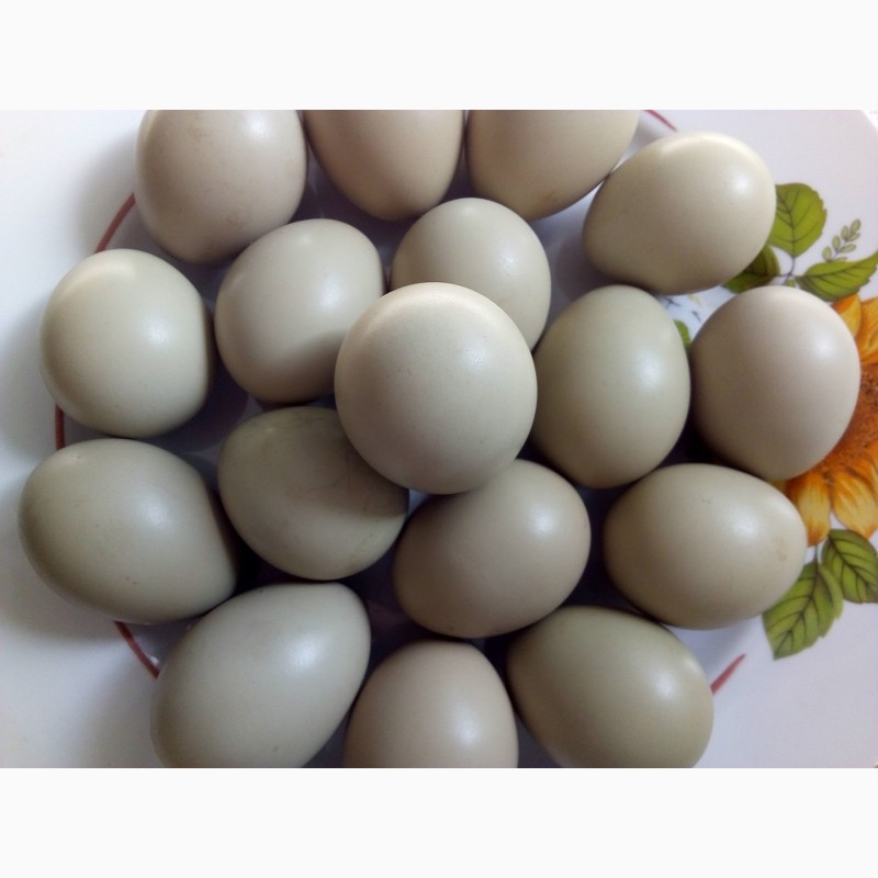 Фазаньи яйца: польза и вред