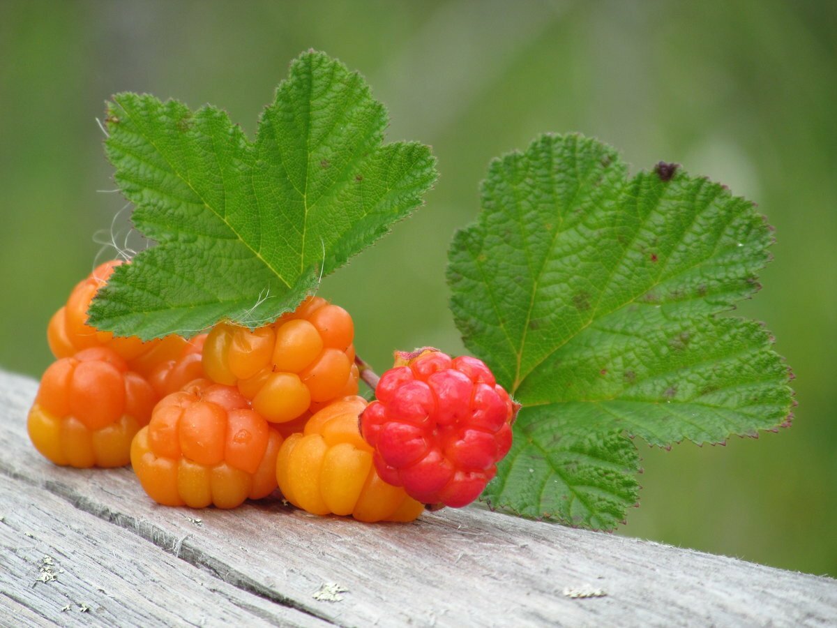 Морошка - описание ягоды и растения, полезные свойства и противопоказания, состав, калорийность, фото