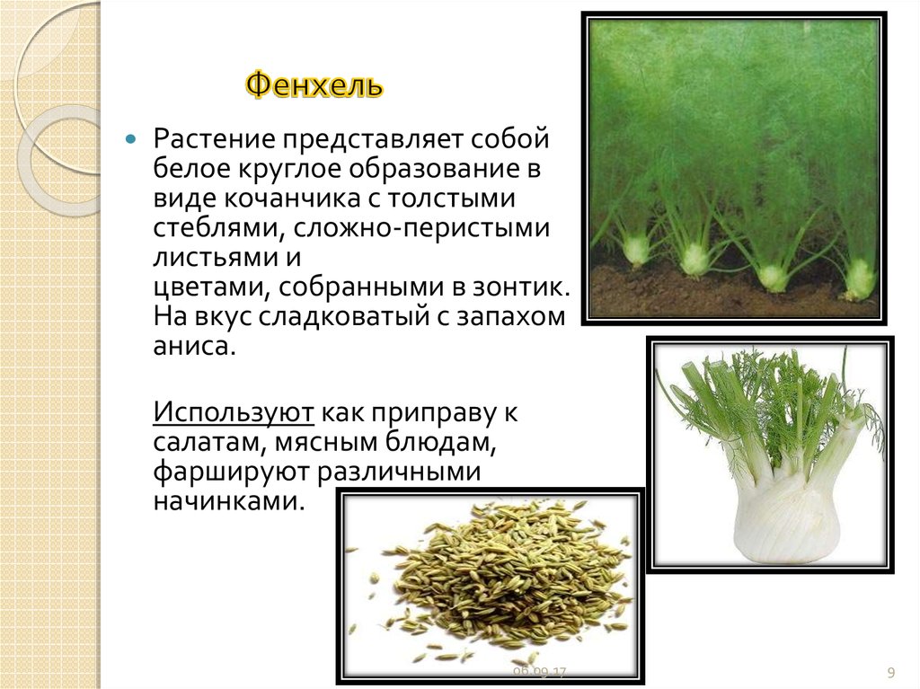 Семена фенхеля: состав, калорийность, польза и рецепты