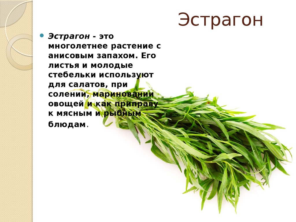 Трава тархун (эстрагон): полезные свойства, противопоказания, применение