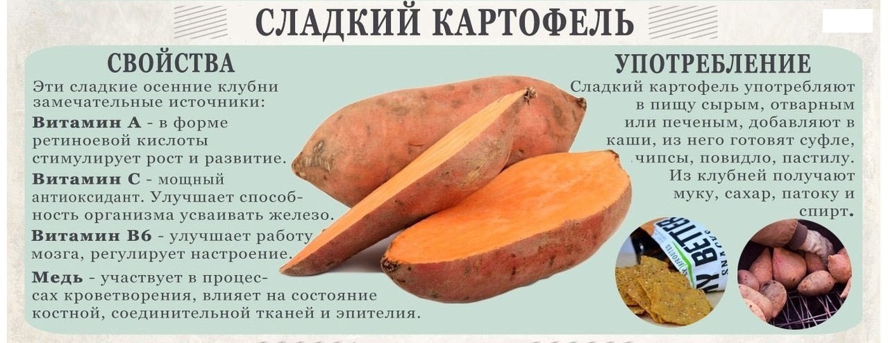 Батат (сладкий картофель): полезные свойства и вред