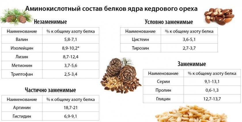 Кедровый орех - описание, полезные и вредные свойства, состав, калорийность, фото