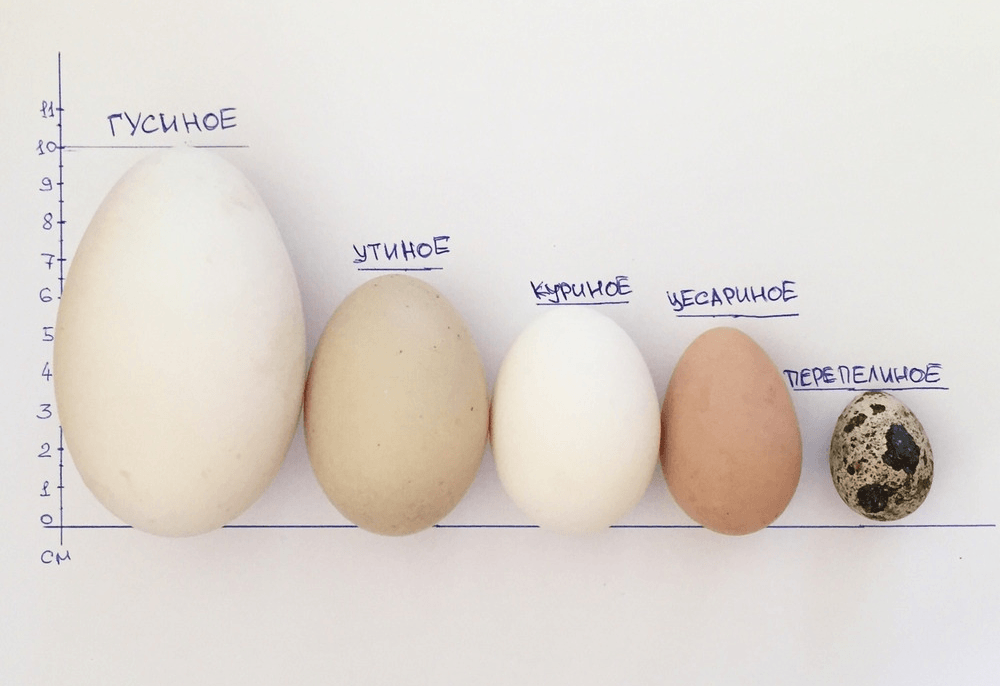Гусиные яйца: польза и вред, сколько варить | zaslonovgrad.ru