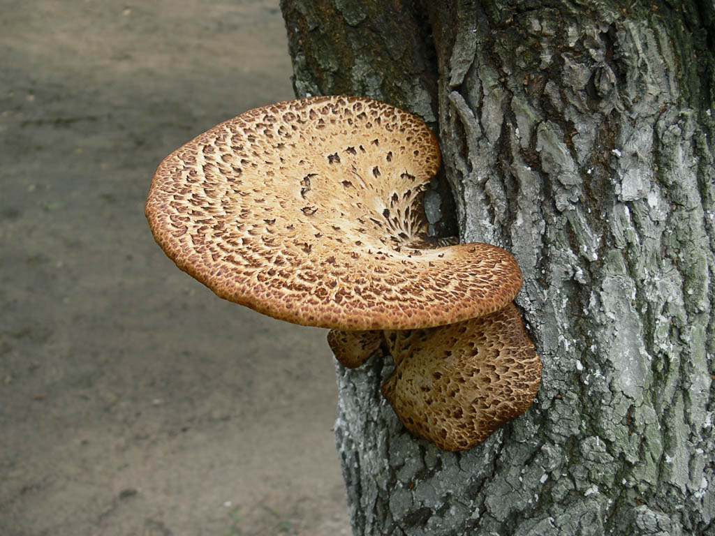 Трутовик чешуйчатый (polyporus squamosus): фото, описание и рецепты приготовления условно-съедобного гриба