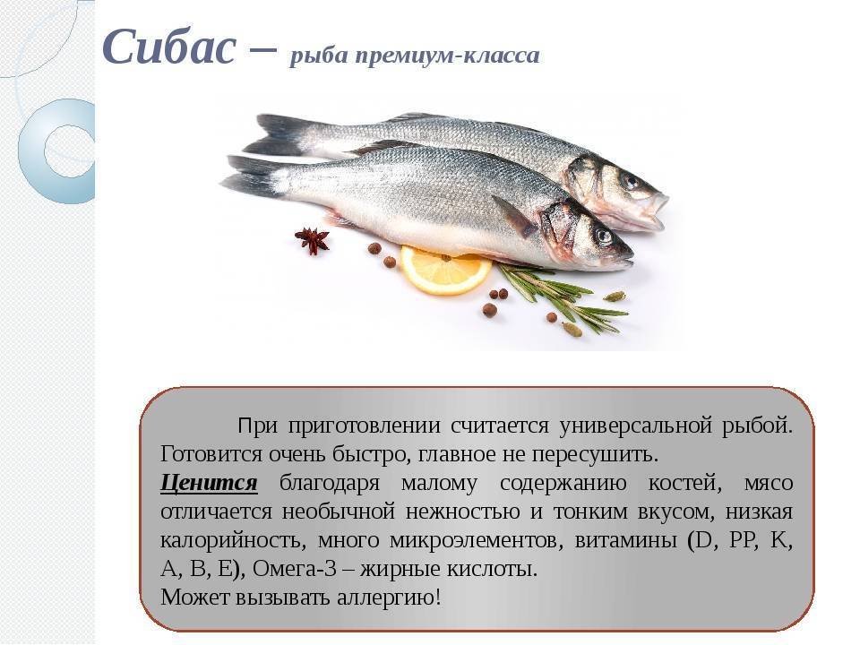Польза и вред рыбы сибас Где она водится в природе и стоит ли приобретать, выращенную в закрытых бассейнах Сколько калорий содержится в 100 г продукта, противопоказания к применению
