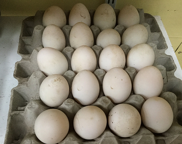 Утиные и гусиные яйца: польза и вред, состав и применение