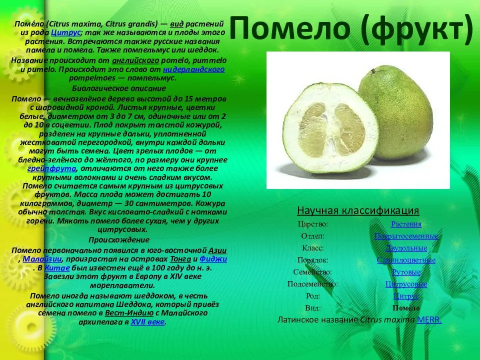 Помело: полезные свойства и вред, калорийность фрукта на 100 грам