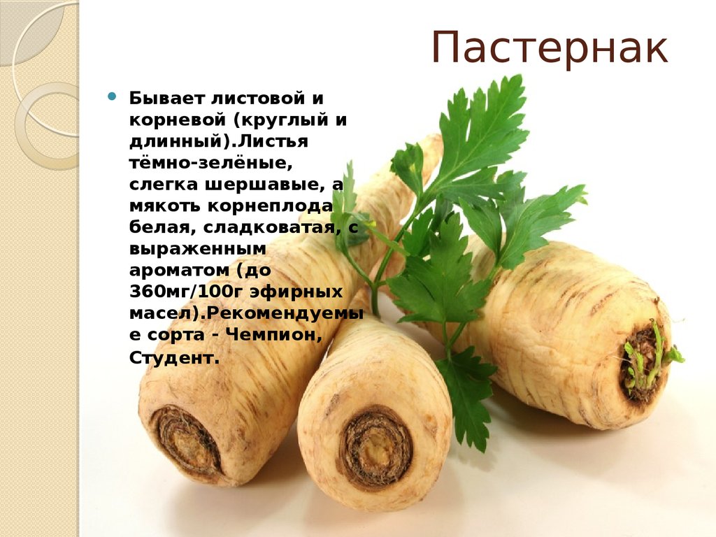 Пастернак (овощ): что это за растение, как выглядит, польза и вред, выращивание, применение в кулинарии в качестве приправы