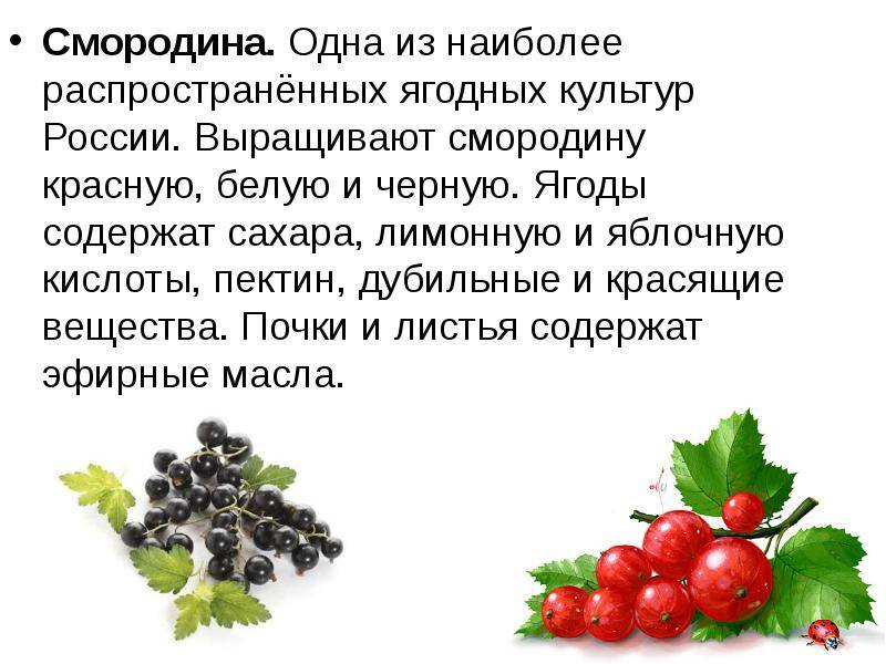 Черная смородина: польза и вред, лечебные свойства, калорийность | zaslonovgrad.ru