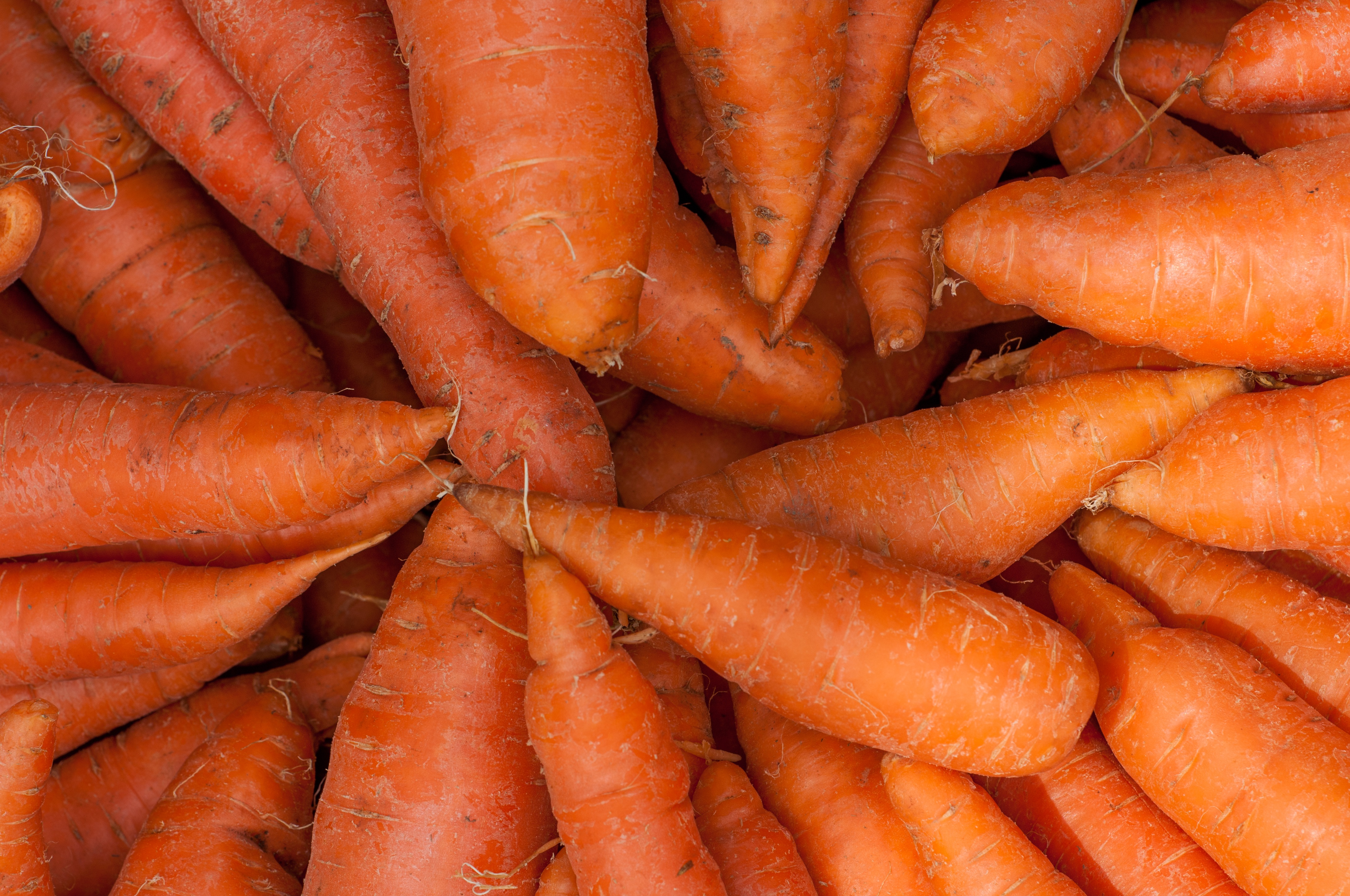 Химический состав и калорийность моркови: почему это важно знать? как есть овощ, чтобы усвоился витамин а?