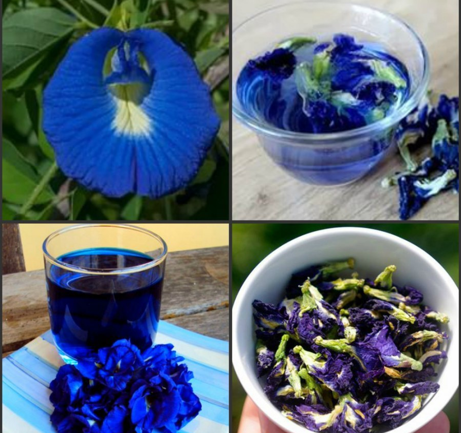 Синий чай из тайланда - полезные свойства и противопоказания, как заваривать и пить для похудения