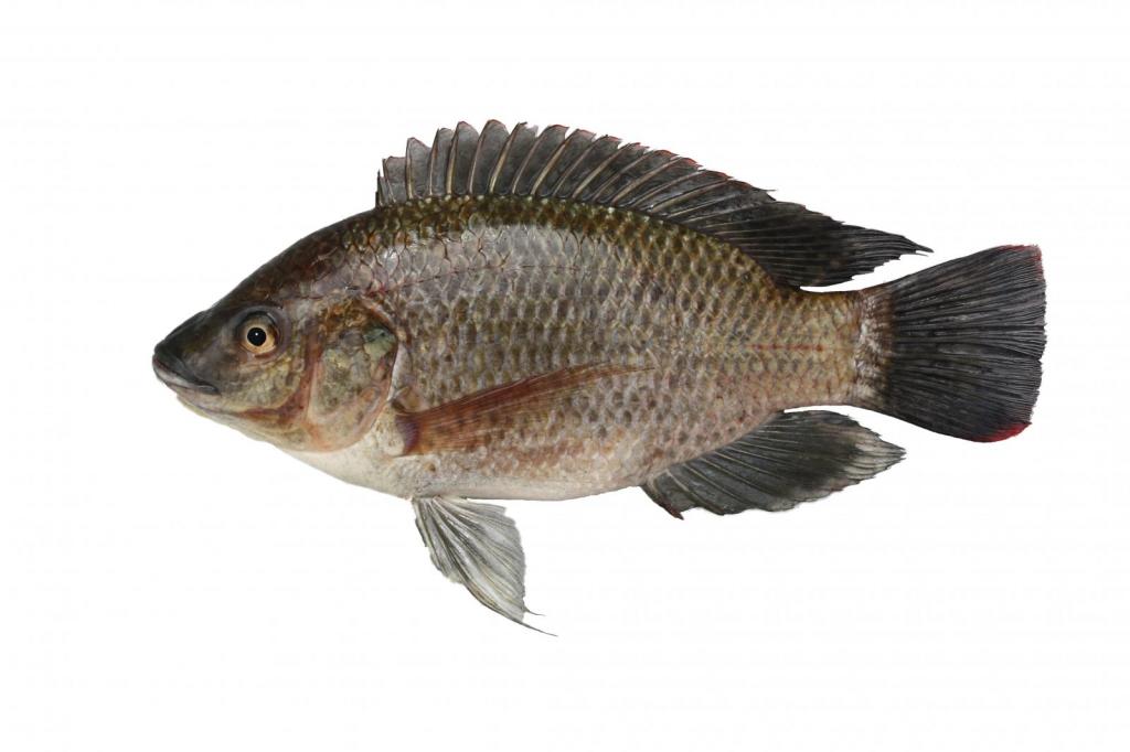 Что за рыба тилапия: характеристика, польза и вред, как готовить
