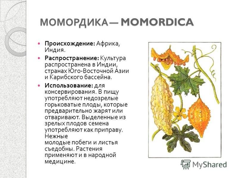 Момордика: что это за растение, фото, пригодность, какая на вкус, как употреблять в пищу, лечебные свойства
