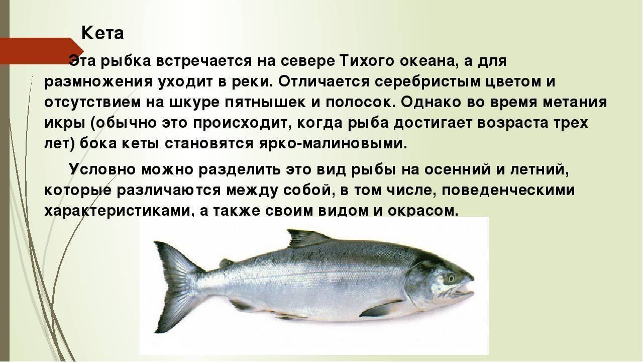 Рыба хоки (макрурус): что за рыба, польза, вред, как приготовить, противопоказания