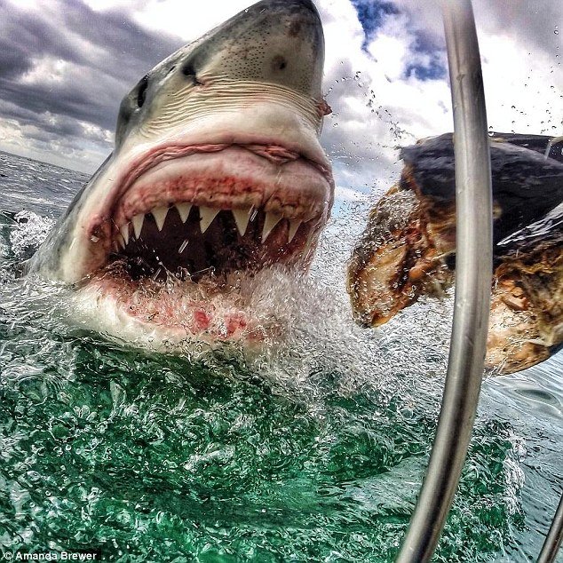Польза акулы - 145 фото и видео применения мяса акул в рационе питания