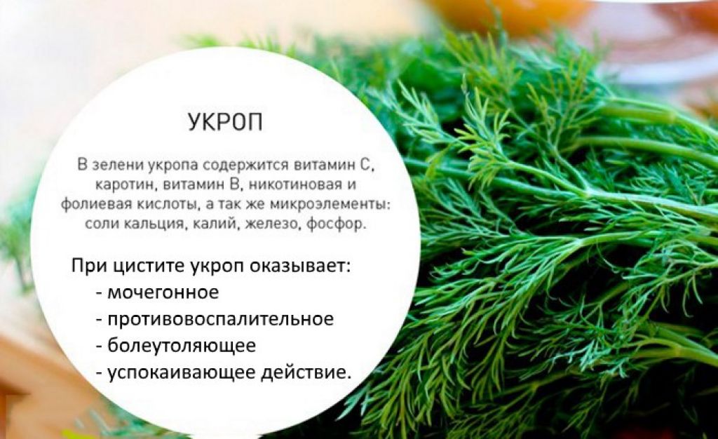 Укроп: лечебные свойства и противопоказания, семена