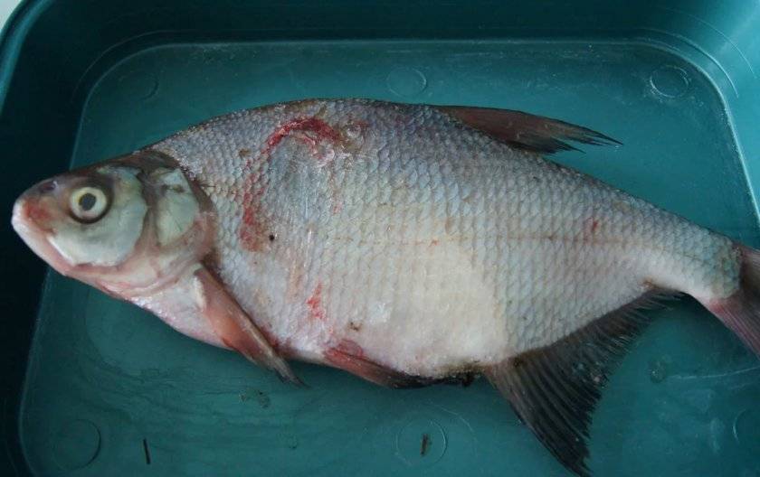 Рыба терпуг: польза и возможный вред