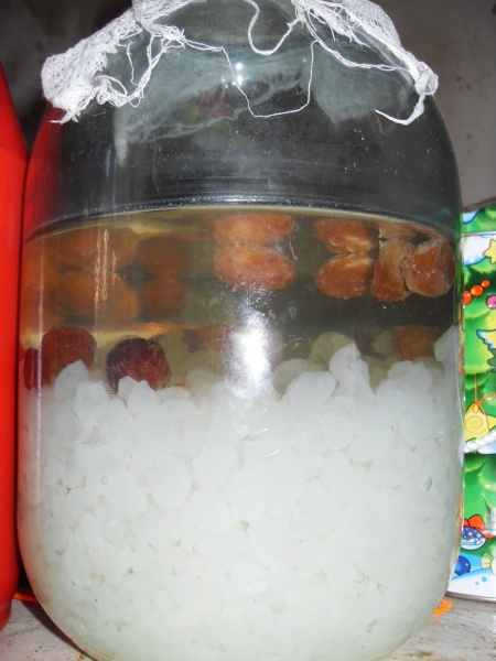 Индийский морской рис (зооглея, тибетский гриб): полезные свойства и противопоказания, как выращивать, возможный вред, мнение врача