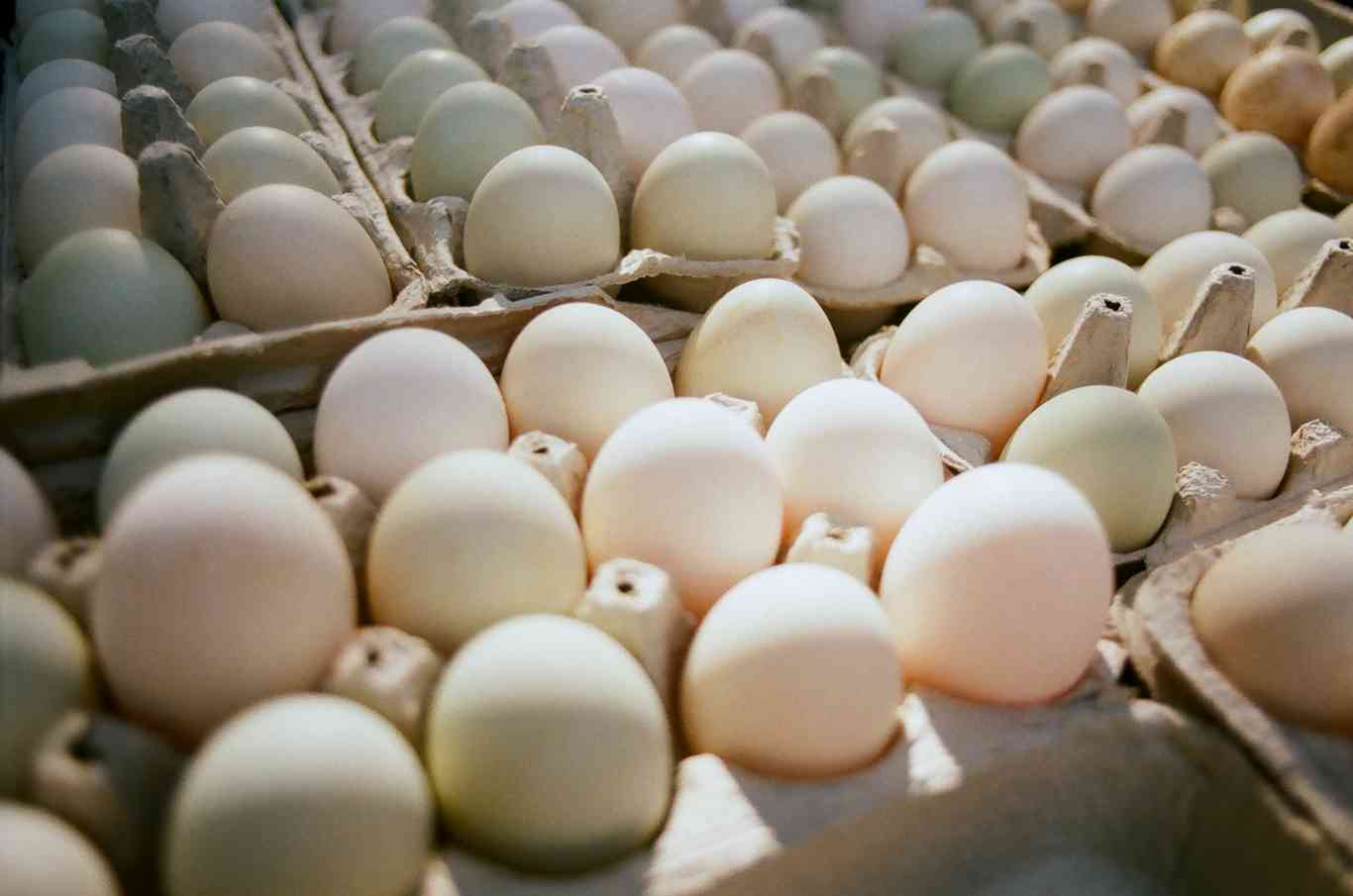 Какие свойства имеются у яйца утки?