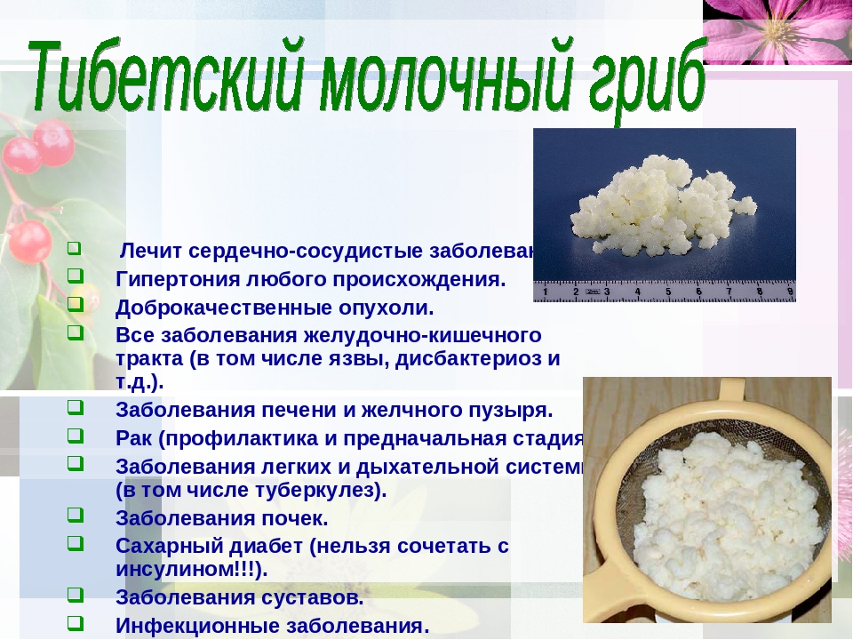 Молочный гриб: польза и вред, свойства, отзывы врачей, инструкция по применению