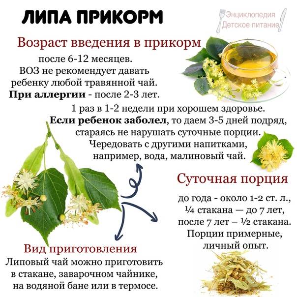 Характеристики и свойства лимонника дальневосточного, его польза и вред для организма