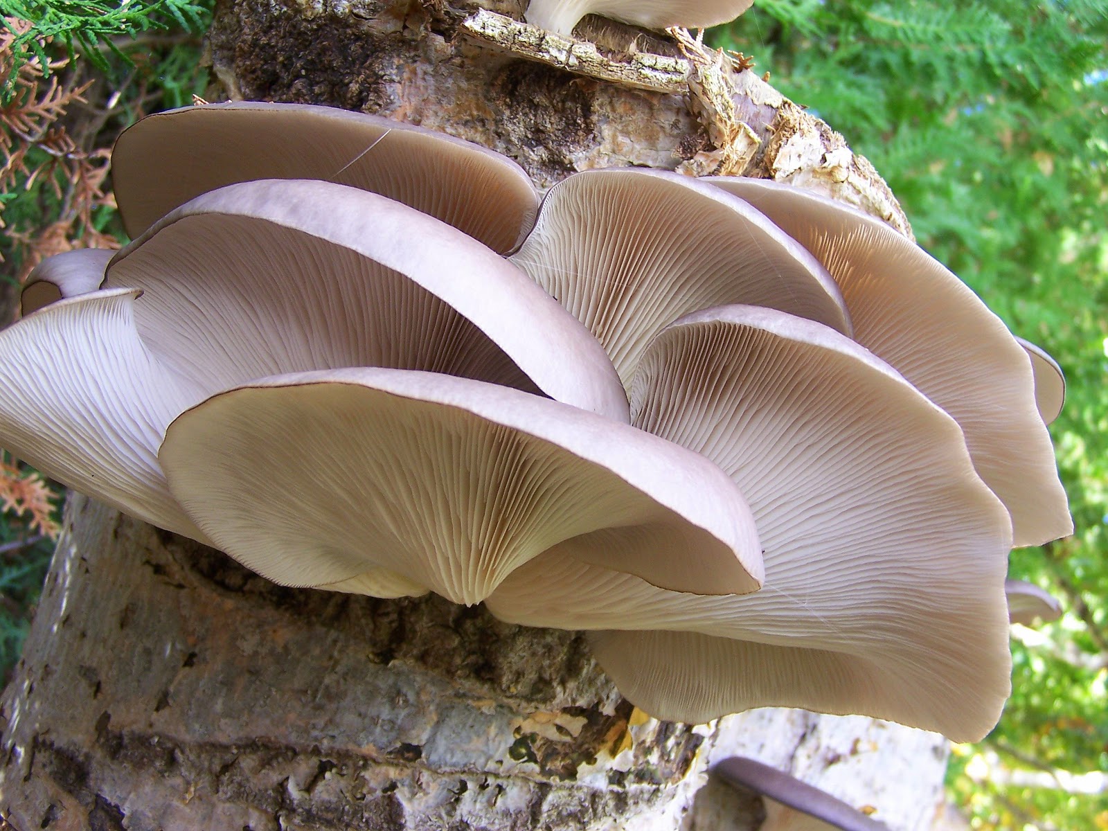 Зимние опята: состав, калорийность грибов эноки, польза и рецепты