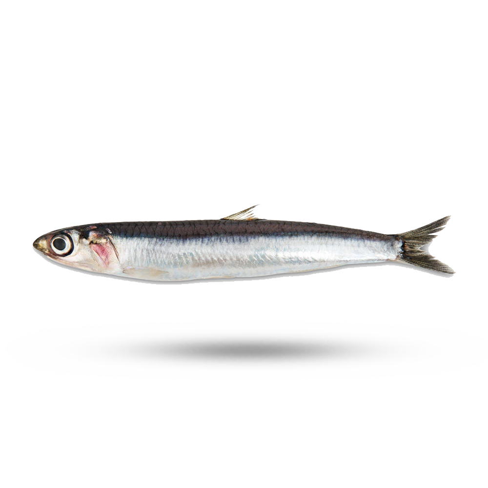 Анчоусы: польза, вред и употребление, калорийность рыбы на 100 грамм, применение в кулинарии и при похудении