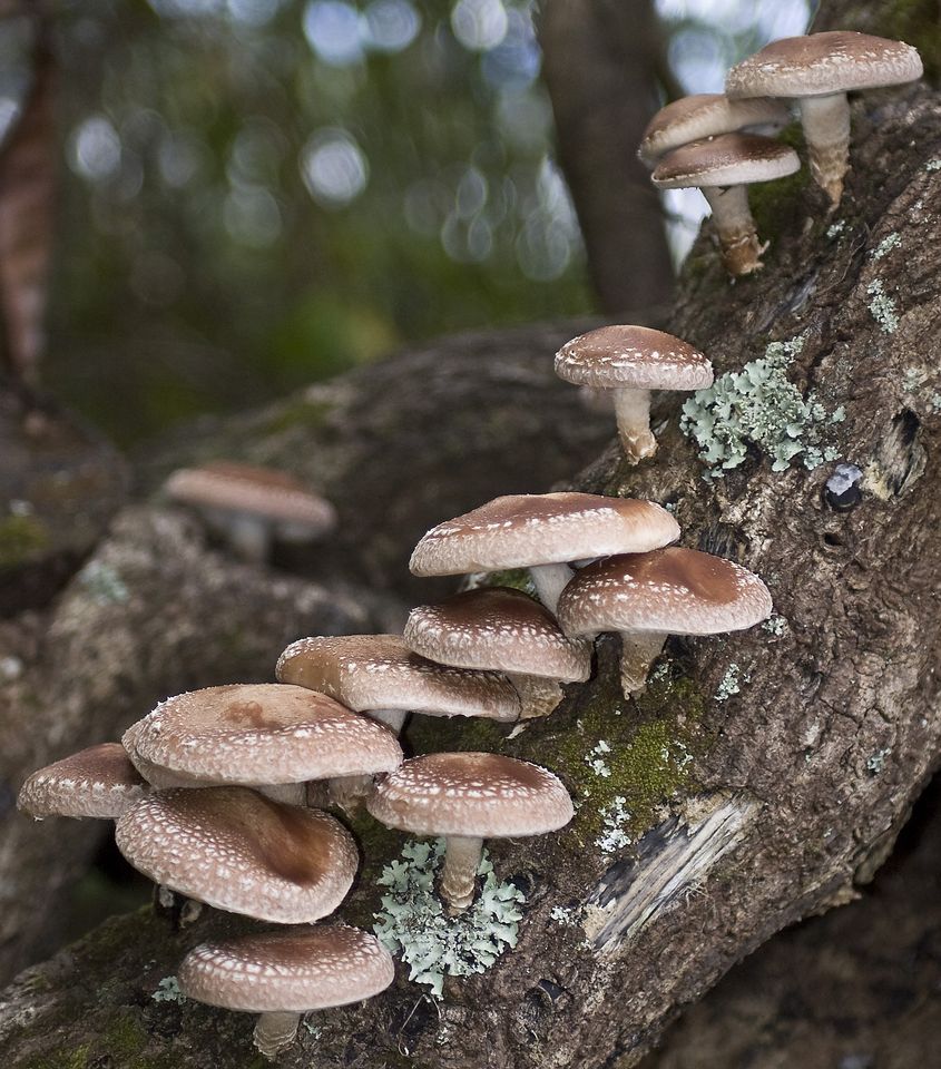 Шиитаке гриб: полезные свойства и противопоказания, как готовить
