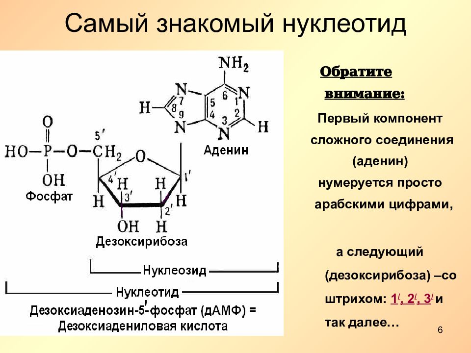5’-рибонуклеотиды натрия 2-замещенные (е635): польза и вред | food and health