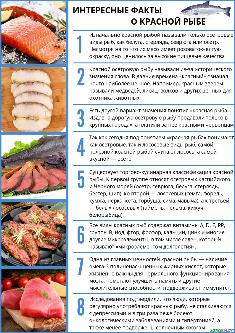 Скумбрия — белки, жиры, углеводы, полезные, вредные свойства рыбы