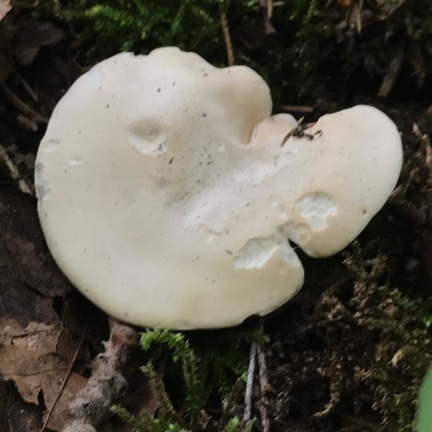 Подвишенник – гриб с огуречным запахом