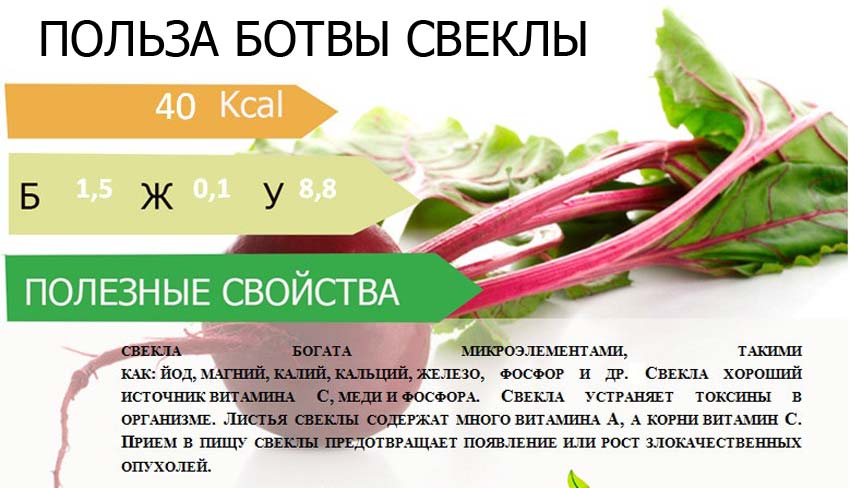 Трубач: полезные свойства моллюска, химический состав, калорийность, как готовить