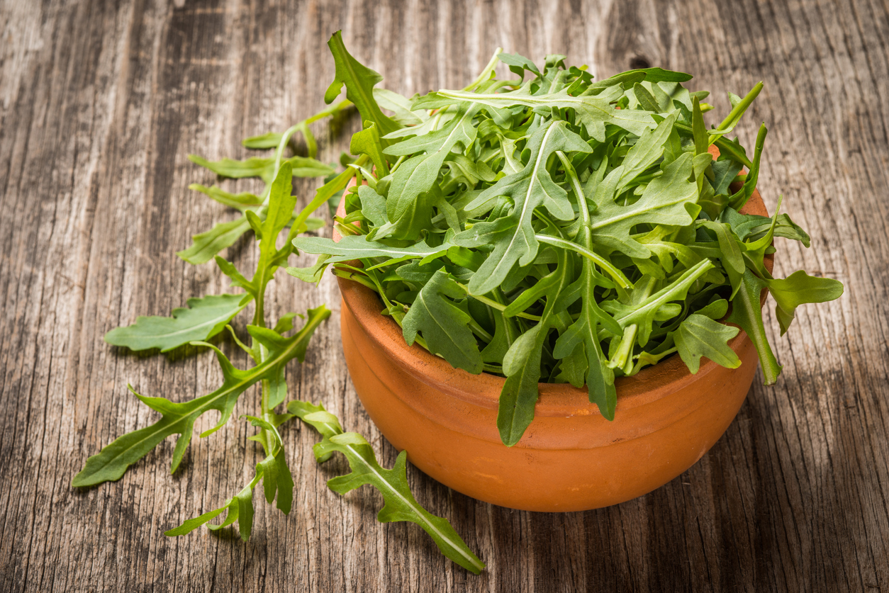 Руккола: польза и вред для здоровья, рецепты салатов +отзывы