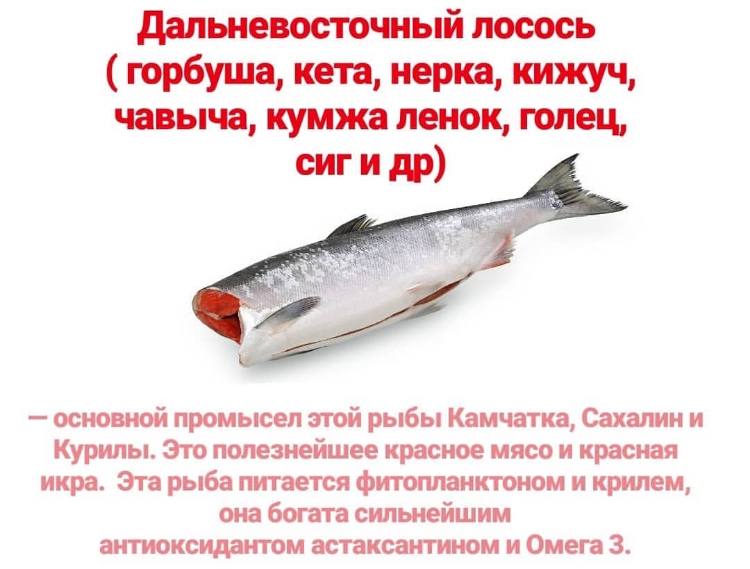 Рыба кижуч: польза и вред для организма, вкусовые качества, жирность