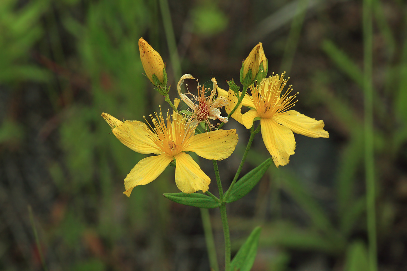 Hypericum elongatum