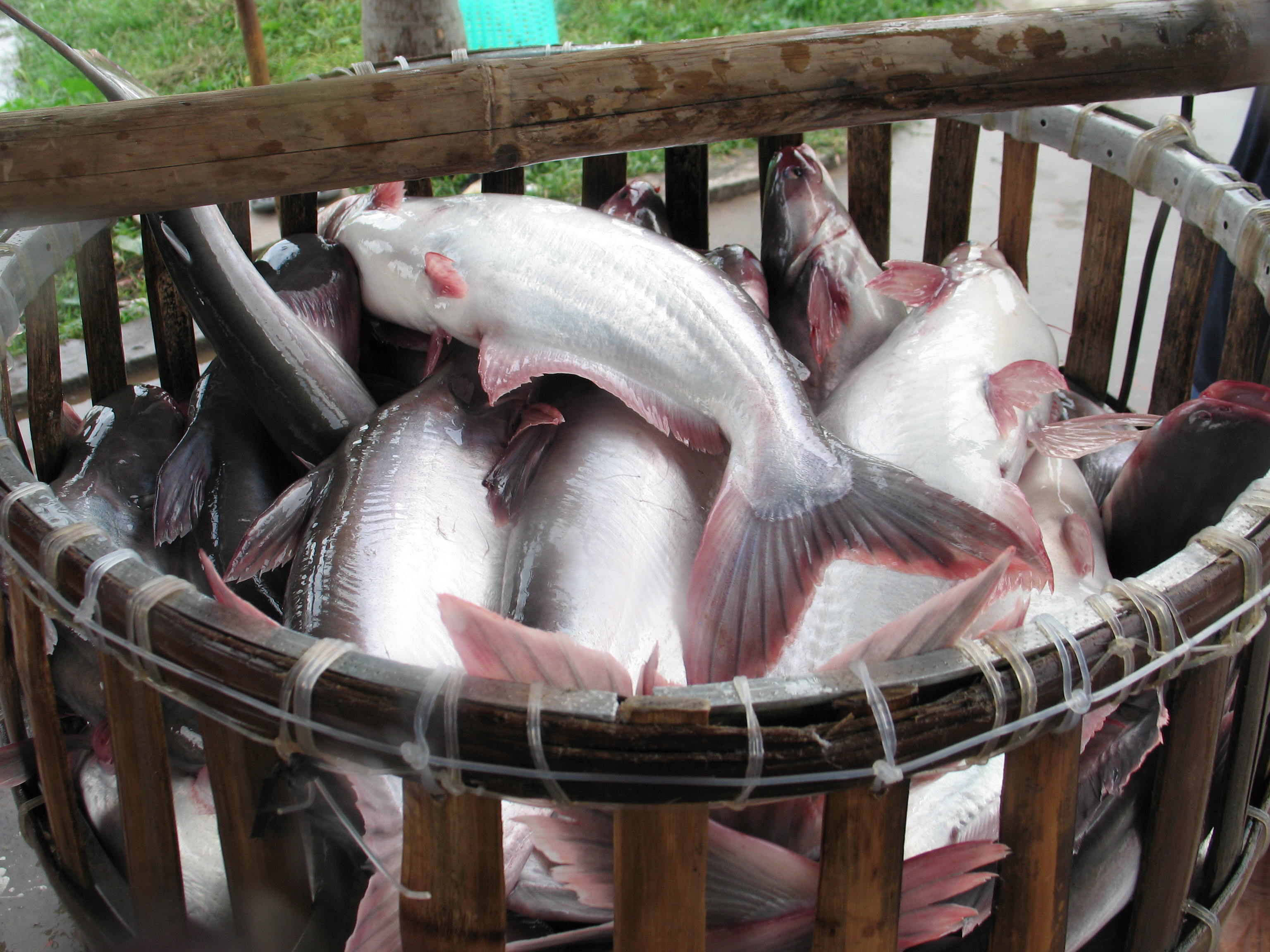 Рыба пангасиус: польза и отзывы