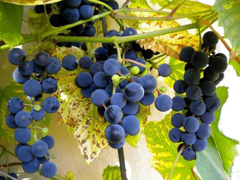 Виноград изабелла - польза и вред