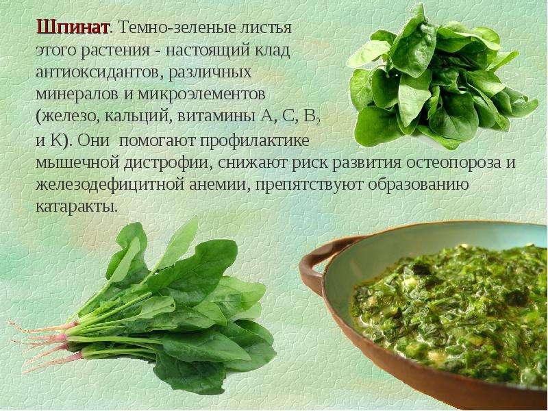 Всё про шпинат, его состав и калорийность, полезные свойства и применение в народной медицине, интересные факты о шпинате