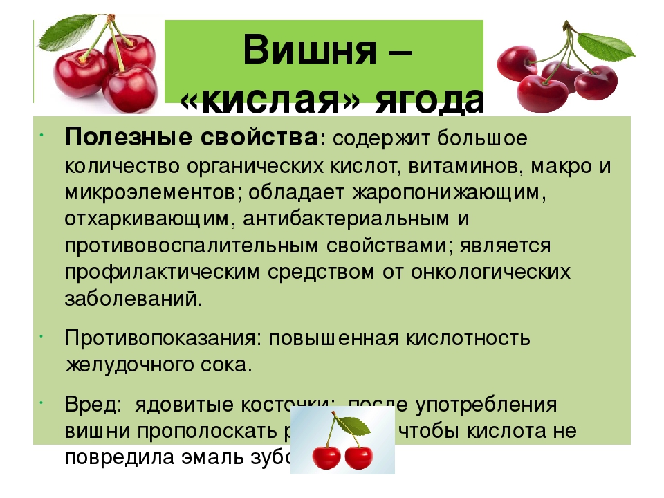 Полезные свойства и вред вишни для организма человека