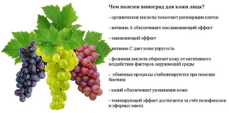 Всё про виноград , его состав и калорийность, полезные свойства и применение в народной медицине, интересные факты о винограде