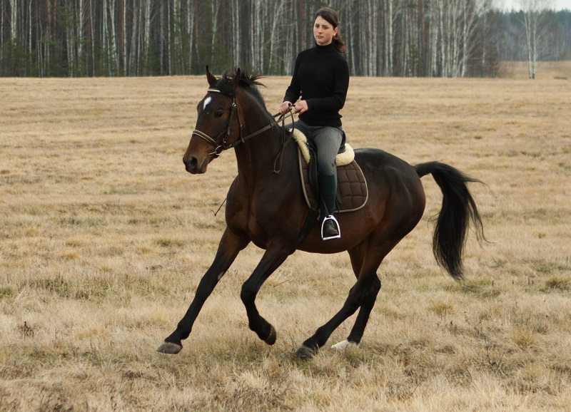 Верховая езда на лошади: основы и рекомендации для начинающих