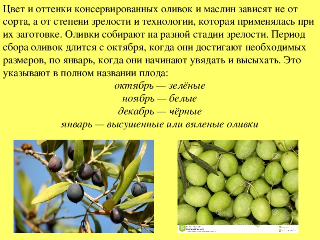 Польза оливок или рецепт вечной молодости и стройности :: syl.ru