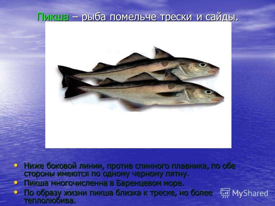 Пикша🐟 что за рыба, полезные свойства и вред для организма
