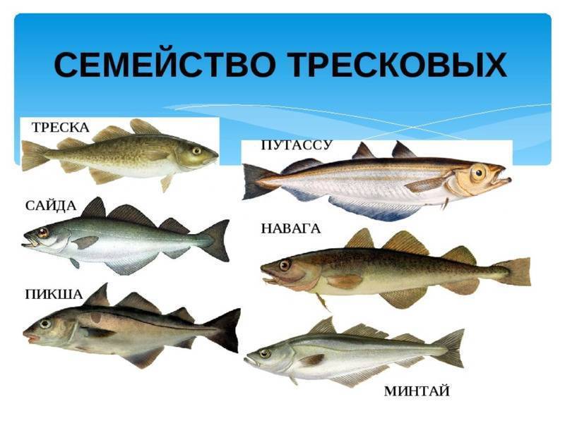 Рыба пикша: характеристика, места обитания, польза и вред